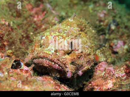 Spotted Scorpionfish pacifique Banque D'Images