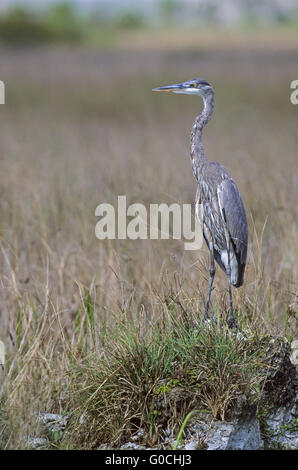 Grand Héron oiseau juvénile se dresse sur un rocher Banque D'Images
