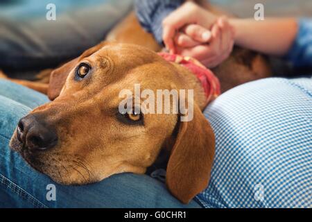 Chien couché ( Rhodesian Ridgeback ) avec sa tête sur les jambes de mamans enceintes Banque D'Images
