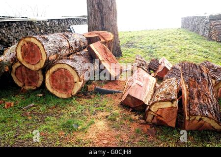 Fin de la jeune sequoia Banque D'Images