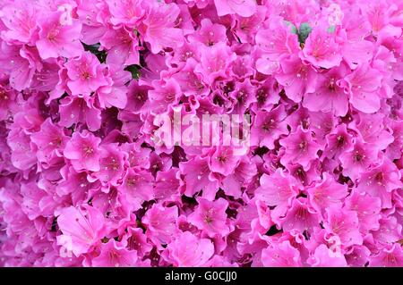 Fleurs lilas de azalea Banque D'Images
