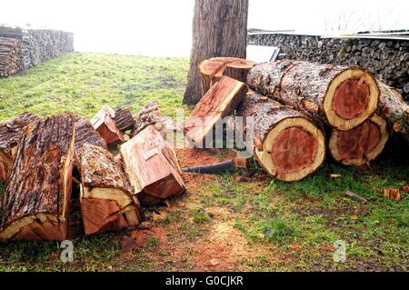 Sequoia scié Banque D'Images