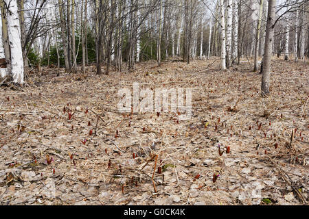 Kandyk (Erythronium sibiricum) commence à se développer grâce à la litière de feuilles immédiatement après la neige sur les prés en Sibérie Banque D'Images