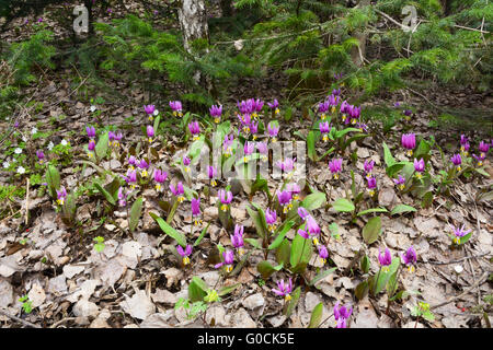 Kandyk (Erythronium sibiricum) commence à se développer grâce à la litière de feuilles immédiatement après la neige sur les prés en Sibérie Banque D'Images