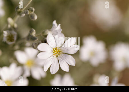 Bordure de jardin Fleur White Rock - la photo en gros Banque D'Images