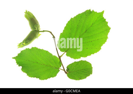 Little twig du noisetier (Corylus avellana) Banque D'Images