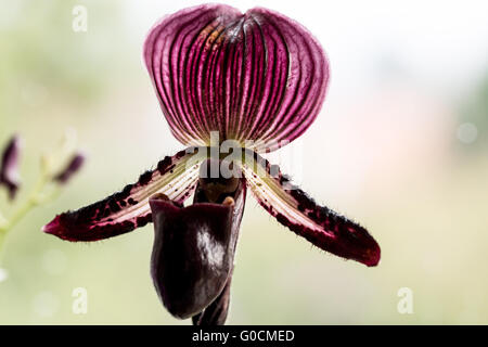 Lady's Slipper Orchid Banque D'Images