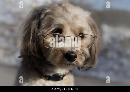 Chien intelligent Banque D'Images