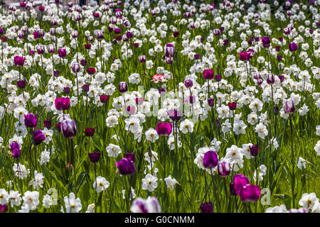 Spring Flower meadow avec des tulipes et des lis carême Banque D'Images