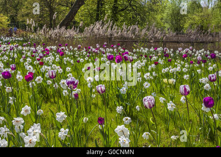 Spring Flower meadow avec des tulipes et des lis carême Banque D'Images