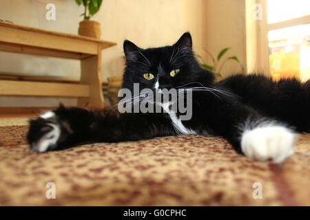 Belle black cat lolling about sur le tapis Banque D'Images