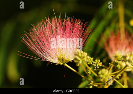 Fleurs d'acacia - la photo en gros ( Albizzia julibrissin ) Banque D'Images