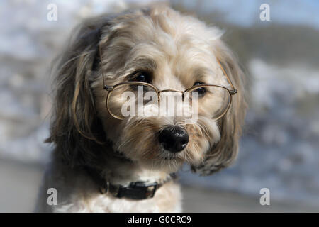 Chien intelligent Banque D'Images