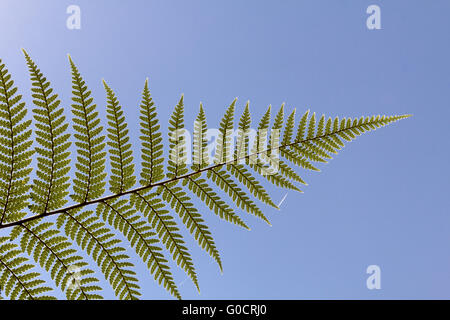 Dicksonia squarrosa, fougère arborescente, arbre élancé Banque D'Images