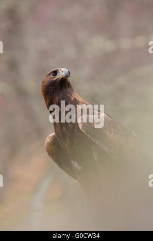 Golden Eagle Aquila chrysaetos ; seule l'Écosse, Royaume-Uni Banque D'Images