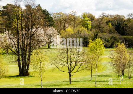 Les jeunes arbres fleurir au printemps sur un parcours de golf Banque D'Images