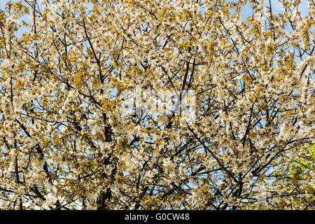 Printemps naturel magnifique cerisier en fleur blanche Banque D'Images