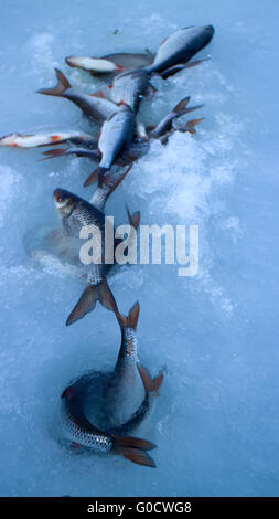 Le poisson fraîchement pêché sur la glace dans un jour très venteux Banque D'Images