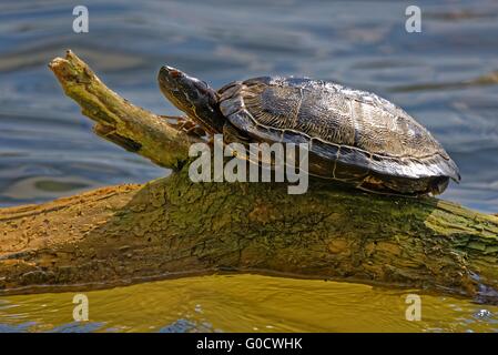 Tortue de l'Européenne Banque D'Images