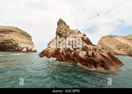 Lion sur Mer formation rocheuse Islas Ballestas, Paracas Banque D'Images