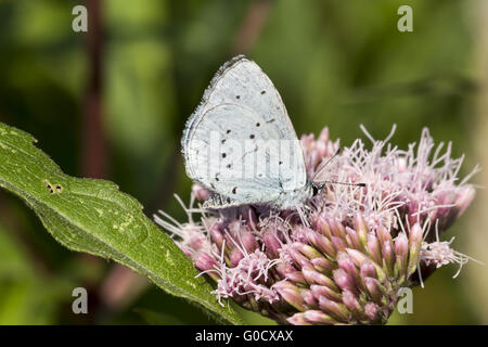 Celastrina argiolus, Holly papillon bleu, Allemagne Banque D'Images
