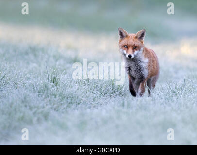 Un chien rouge sauvage fox (Vulpes vulpes) sur un matin glacial au début du printemps dans le Warwickshire Banque D'Images