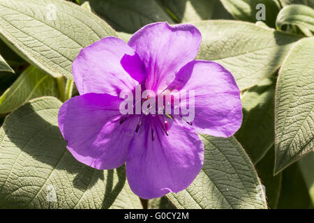 Tibouchina urvilleana, Princess fleur, gloire bush Banque D'Images