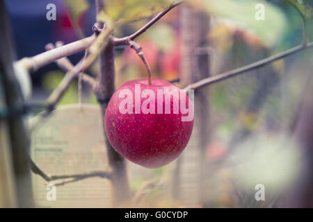 Cultivar de pomme rouge suspendu à l'arbre Gravenstein Banque D'Images