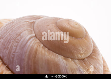 Gros plan d'une coquille d'escargot Banque D'Images