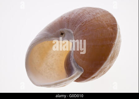 Gros plan d'une coquille d'escargot Banque D'Images