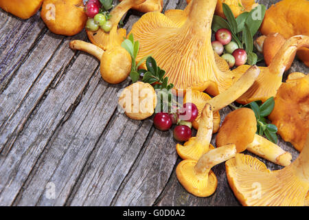 Les chanterelles et aux canneberges Banque D'Images