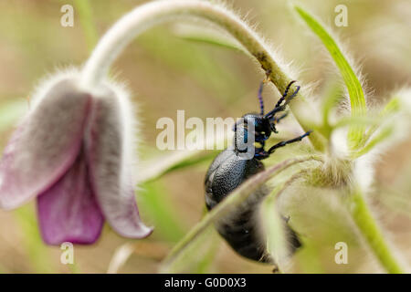 La photo en gros plan d'un chafter sur la fleur pourpre Banque D'Images