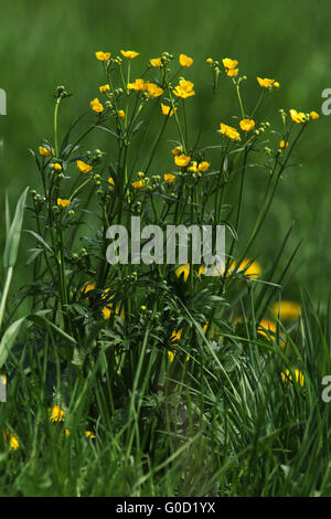 Meadow buttercup, Ranunculus acris Banque D'Images