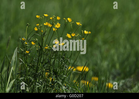 Meadow buttercup, Ranunculus acris Banque D'Images