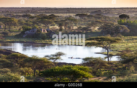 Hippopotames dans un étang sur le Serengeti Plain d'acacias au lever du soleil, le Parc National du Serengeti, Tanzanie Banque D'Images