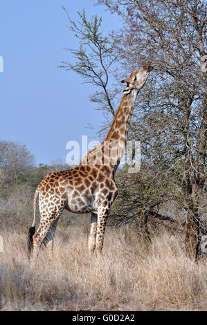 Girafe femelle en Afrique avec un veau. Banque D'Images