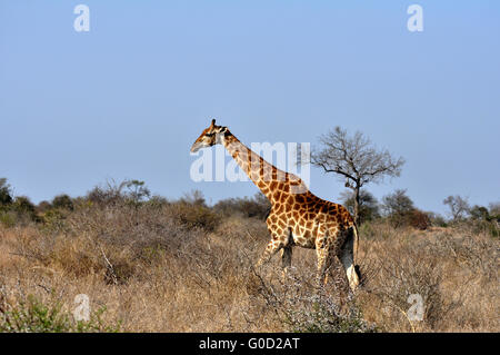 Girafe femelle en Afrique avec un veau. Banque D'Images