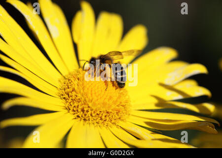 Marguerite jaune et d'une abeille sur elle Banque D'Images