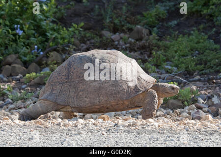 Tortue léopard Banque D'Images