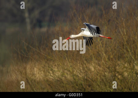 Cigogne Blanche (Ciconia ciconia) en vol Banque D'Images