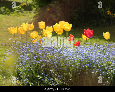 Les tulipes au printemps Banque D'Images