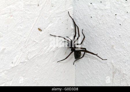 Eratigena atrica, giant spider house Banque D'Images