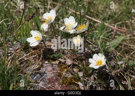 Dryas octopetala dryas, blanc Banque D'Images