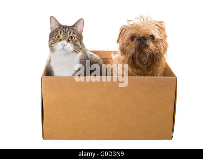 Chat et le chien assis dans une boîte en carton, isolé Banque D'Images