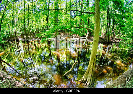 Forêt de cyprès et marais de Congaree National Park Banque D'Images