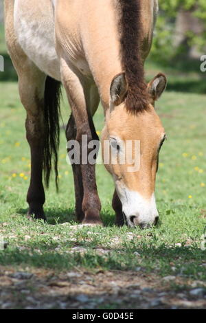 Willow sur le cheval de Przewalski Banque D'Images