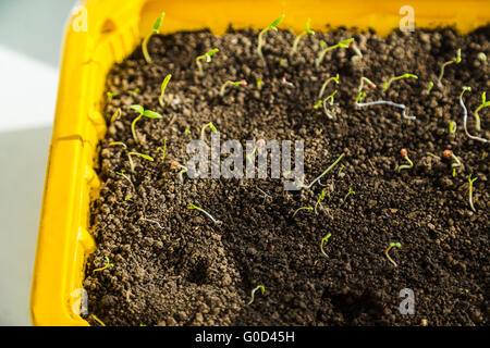 Usine des plantules de tomate. Banque D'Images