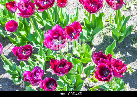 Tulipes au soleil du printemps Banque D'Images