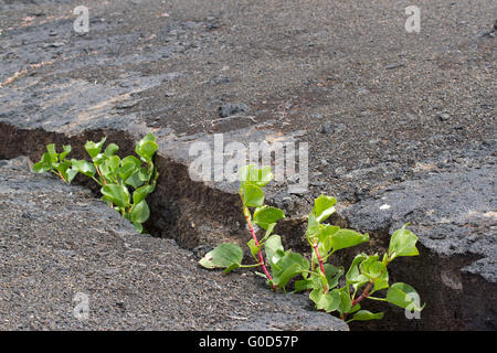 La germination des plantes dans la pierre. Pousser dans le désert. Banque D'Images