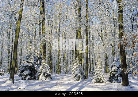 Forêt d'hiver avec des chênes et des hêtres pédonculé Banque D'Images